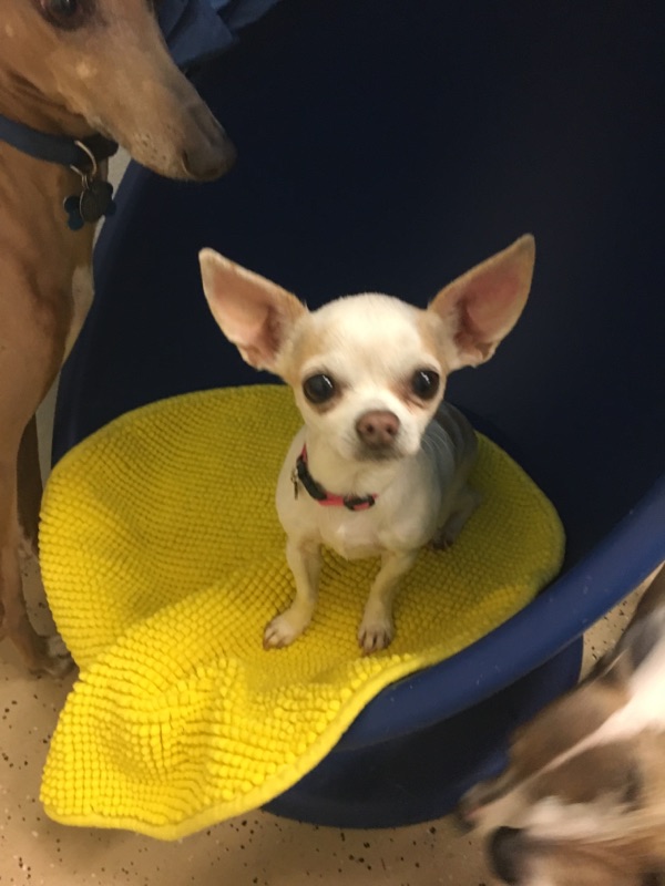 Request a Reservation Coombs Kennels